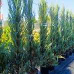 Borievka skalná (Juniperus scopulorum) ´BLUE ARROW´ - výška 125-150 cm, kont. C15L